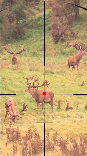 Red Stag Shooting | Caccia al cervo rosso | Chasse au cerf rouge
