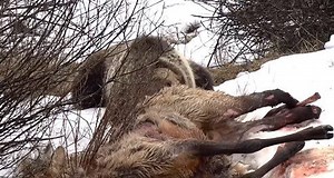 Grizzly Bear Eats Injured Elk Alive In Hard-To-Watch Demonstration Of Nature’s Brutality | Whiskey Riff