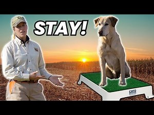 Most Effective Way to Teach Your Dog to Sit and Stay