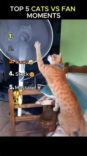Cats vs Fans |😺FUNNY CAT VIDEOS😺|