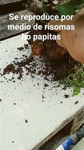 How does a dahlia reproduce? #popular #plants #garden #flowers