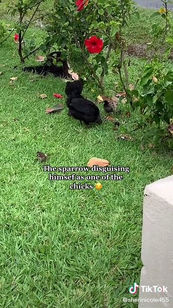 I love Hawaii 🌴❤️ #hawaii #AirPodsJUMP #oahu #fyp #fy #chicken #chicks #viral #surfing