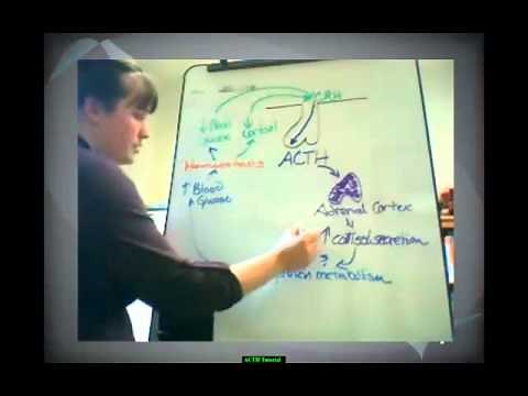 Adrenocorticotropic Hormone Tutorial
