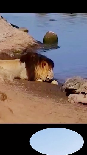 Lion Approaches Crocodile in Wildlife Encounter