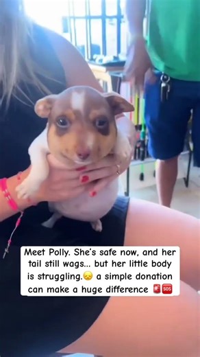 💔🐾 Help Polly Breathe Easy Again 🐾💔