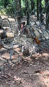 872K views · 4.4K reactions | SadHmmmmm 樂 . #monkeys #monkey #animals #wildlife #nature #pets #cute #birds #funny #bird #love | Monkeys China | Facebook