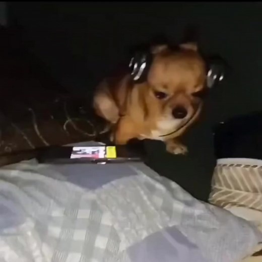 Perros Chihuahua Llorando con Canción de Creep de Fondo