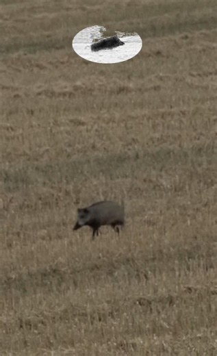 Wild boar shot! #hunting #jagd #deer #chasse #deerhunting #wildboarhunting ##wildschweinjagd
