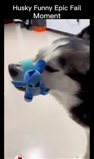 Husky Top fun moments 😹. #shorts #funny #husky