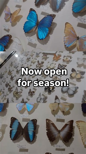 The bug museum is now open for season! Don’t miss it during your summer visit to Colorado 🦋 #bugmuseum #insects #bugs #colorado #coloradosprings #travel #hiddengems #visitpikespeak | Pikes Peak Region Attractions