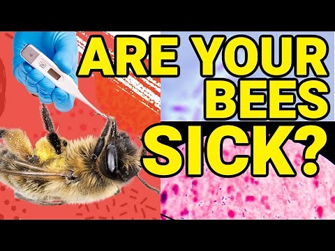 Beekeeping Means Quickly Identifying Common Diseases & Problems