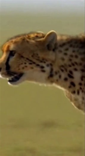 A cheetah sprints at full speed — and suddenly stops.