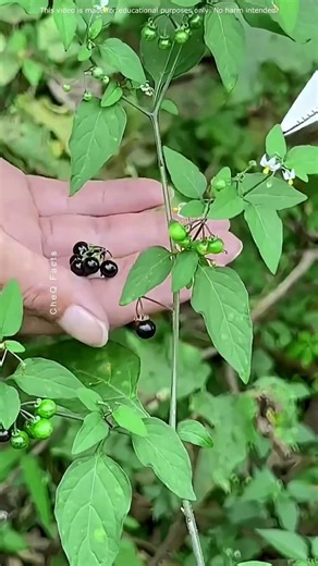 This Entire Plant Is More Valuable Than Its Fruit! #shorts #plants #farming