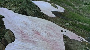 Pink snow on Italian Alps could have a lasting impact