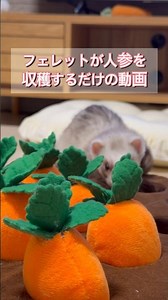 フェレットが人参を収穫するだけの動画 #ferret #元気になる動画 #フェレット #フェレットのいる生活 #可愛い