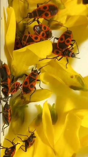 Why Funny Firebugs Are So Flamboyant? Did You Collect Firebugs as a Kid?