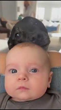 Por qué el Staffordshire Bull Terrier tiene tan MALA FAMA 🚫