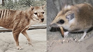 Tasmanian tiger babies could be a reality 'within 10 years', Melbourne University team says after partnering with US firm Colossal