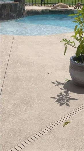 #SwimmingPool swimming pool in the backyard