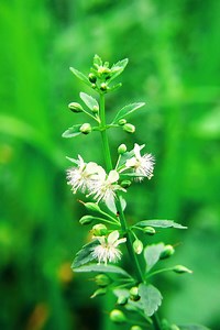 Plant Chemistry 101: Sweet Broom Weed or Licorice Weed | The Weeds and Seeds Guy