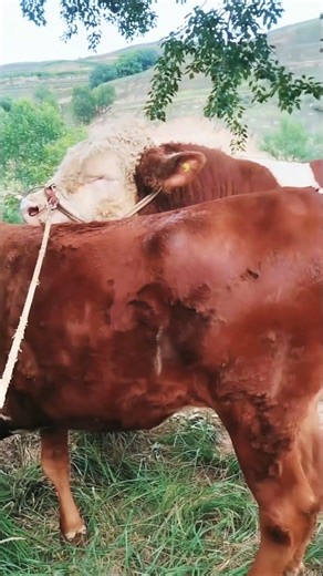 I paired this one at the beginning and I paired it again for the second nest866