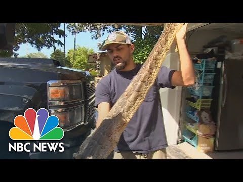 Florida Teen Captures 28 Snakes To Win 2022 Python Challenge