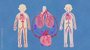 Beautifully Rendered Watercolor Animation of the Human Circulatory System with Playful and Gentle Color Scheme