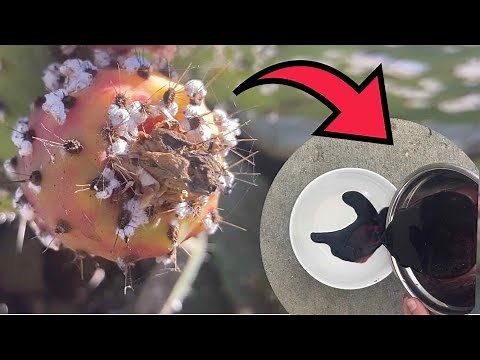 How to extract dye from Cochineal bugs
