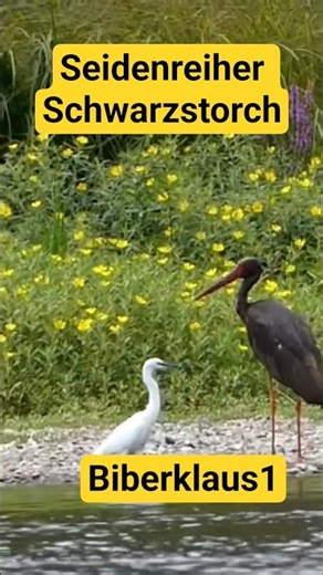 Seidenreiher und Schwarzstorch . #reiher #vögel #schwarzstorch #storch #wildtiere #vögel #tiere