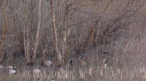 3.1K views · 253 reactions | There's so many projects about to start on the farm. Next to season, this is my favorite time of year. There's so much going on, so much to do. Blinds to build, food to plant, holes to clear, etc. I'd be bored if there weren't 10 projects to work on. #whiteoaksduckwoods #frontporchview | White Oaks Duck Woods | Facebook