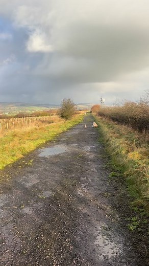 When yae meet teddy & Barnie on yer group walk !! They were buzzin😂💙 | Dawg dayz- dog walking & boarding