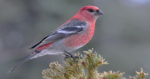 Pine Grosbeak Identification, All About Birds, Cornell Lab of Ornithology