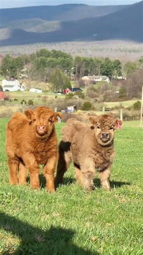 Cute Baby Cows Playing 🐄 | Funny & Happy Moments 😍