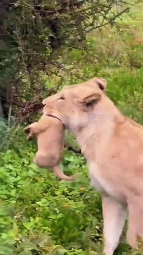 MATERNAL INSTINT in the Wild | Lioness Carries Her Cub To Safety #serengeti #animalinstincts #bigcat