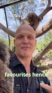 58K views · 5.9K reactions | KEEPER TALK EP 8: KOALA! One of our most requested KT's  #discoveryourwildside #koala #zoo #wildlife | Shoalhaven Zoo | Facebook