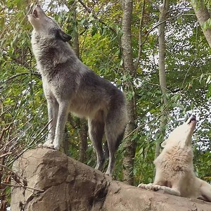 Wolves sing together, live together, and most importantly, love together. #standforwolves | Wolf Conservation Center