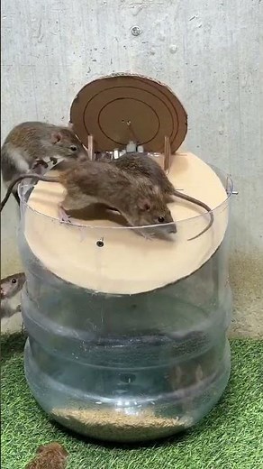 #Catchthemouse #Mouse #MouseCatchingArtifact #mousetrap #rat #rattrap #ratzapper