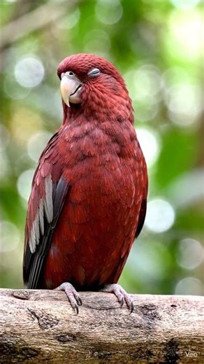 Ruby Parrot ASMR 🐦 Calm Red Bird Sounds | Relaxing Nature 4K