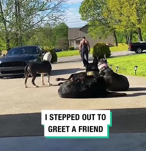 Trained Dogs Safeguarding Children