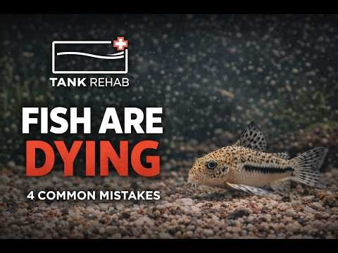 4 Reasons Your Fish Are Dying