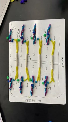 Sliding Filament Theory Stop Motion Project