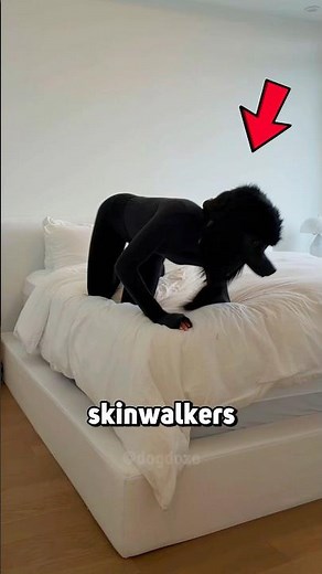 Are Skinwalkers Real? Can Dogs Be Skinwalkers? 👀🐶
