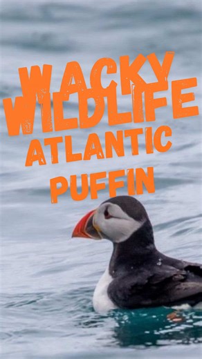 Understanding the Atlantic Puffin's Unique Courtship