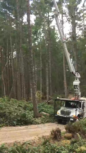 Dead snag removal hazard tree bc faller tree climbers #reels | Max Arrow Outdoors