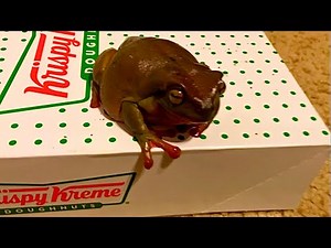 How To Take A Frog Off a Box Of Donuts