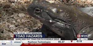 Monsoon brings back Sonoran Desert toad, increase in people using animal as drug