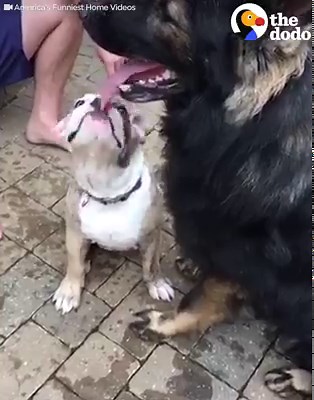 5.8M views · 54K shares | SO ANNOYING  | The Dodo | Facebook