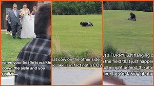 'This might be an original experience': Wedding gains unexpected guest when furry cosplaying as a cow crashes the party