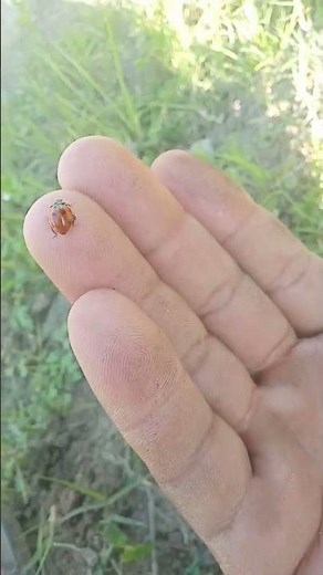 Amazing Insect Life | Incredible Nature Moments 🐜