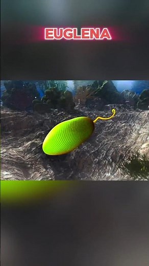 Don't ignore this microbe! 🦠 #euglena #3danimation #biology